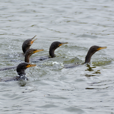 Neotropic Cormorant 